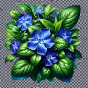 C:\Users\Наталочка\Desktop\DALL·E 2024-03-19 15.07.50 - Create a highly detailed and realistic icon of the Periwinkle plant (Барвінок), capturing its natural appearance as closely as possible. The icon shou.png